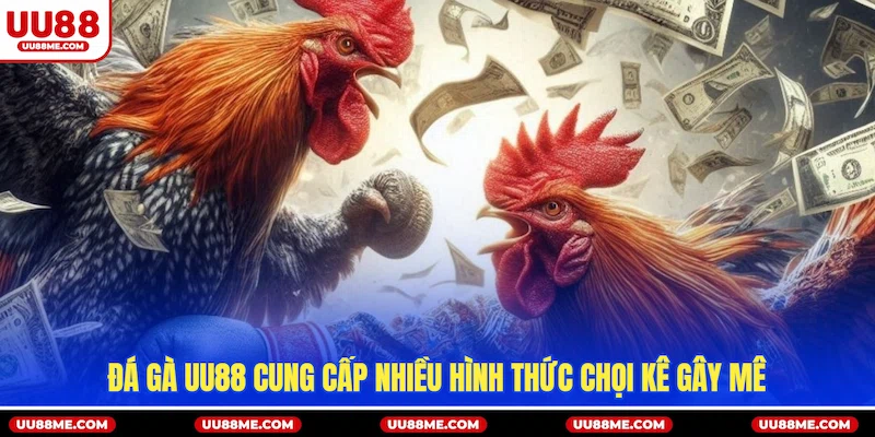 Đá gà UU88 cung cấp nhiều hình thức chọi kê gây mê